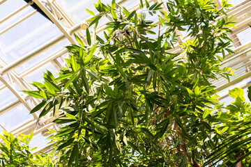 Naklejka premium BIOPHILIC trend. Green plants in botanical garden indoor.