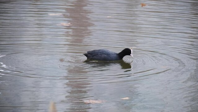 Eurasian coot swim and dives on a lake