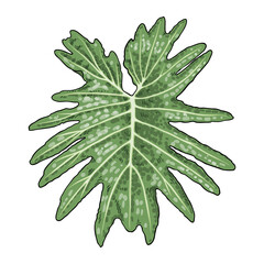 Philodendron Selloum or Split Leaf Philodendron. Exotic tropical leaves named Philodendron Hope. Green Foliage vector.