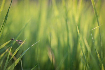 A clear-winged dragonfly perched on a green rice leaf above a field and against a blurry background of a green field looks beautiful. Blurred background with Copy Space for inserting text.