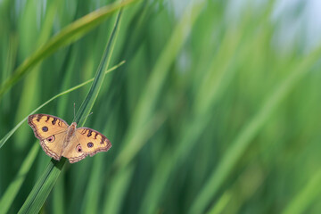 brown butterfly with an eye-patterned pattern on its wings perched on green leaves of rice fields and against blurred background of fields beautiful. Blurred background with Copy Space to insert text.