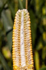 unripe young corn with yellow seeds cut into pieces