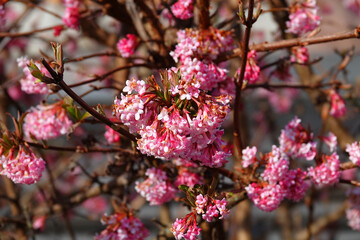 Pinkfarbene Blüten an einem Strauch im Frühjahr