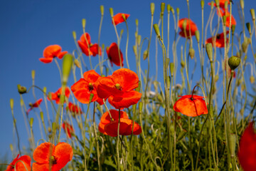 Fototapeta premium red poppy flowers in summer during flowering