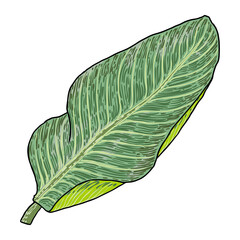 Botanical hand drawn banana tree leaf. Banana leaves palm branch tropical element, fruit bush leaves drawing. Vector.