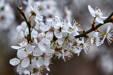 Blüte einer wilden Pflaume