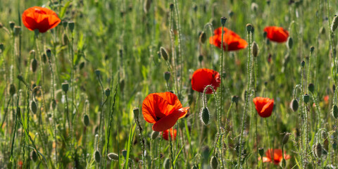 wild poppy in the green field. beautiful rural background with red flowers blooming on a sunny day. remembrance day concept