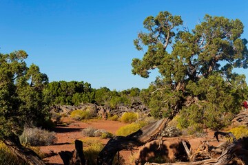 Old mountain pine. National Park in Utah.
