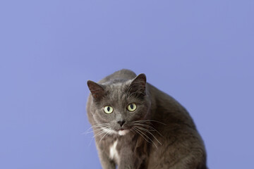 Portrait of a domestic cat on a blue background. Pets. Copy space