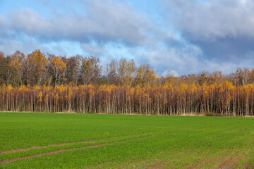 Fototapeta na wymiar birch trees with orange foliage in the autumn season