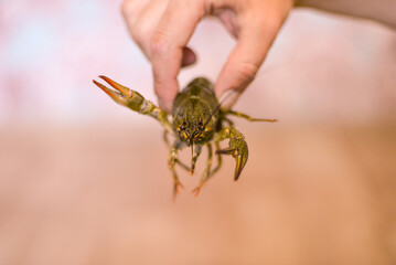 a man is holding a cancer in his hand, cancer is waving its claws