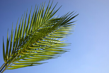 Palm sunday concept. Palm Leaf om blue sky background. Celebration entrance of Jesus into Jerusalem.