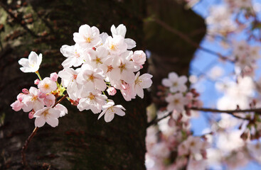 White blossom on a beautifull sunny day. Spring has just begun