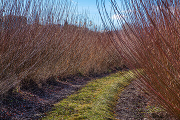 Landscape of wicker sown fields