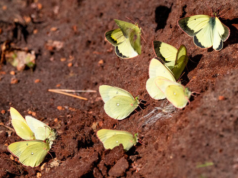 Moorland clouded yellow (Colias palaeno)