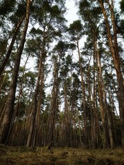 Fototapeta premium trees in the forest