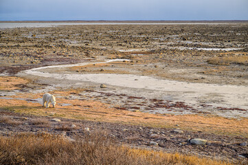 Panoramic tundra landscape with strolling polar bear in golden light