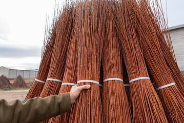 Wicker bales from harvesting harvesting
