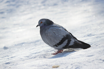 pigeon on a background of snow