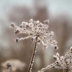 grass, branches covered with frost