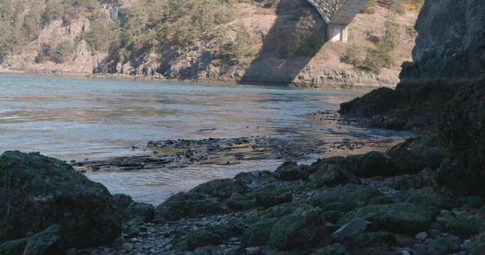 a dence patch of bull kelp floating
