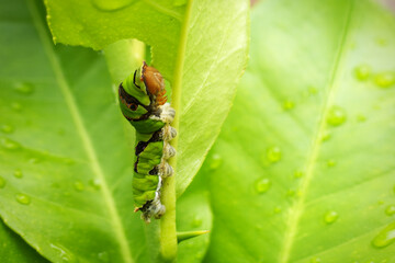 A detailed macro image of a Swallowtail caterpillar on a lemon tree