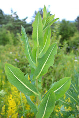 It grows in nature Lactuca serriola