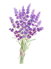 Lush bouquet of lavender flowers, watercolor illustration