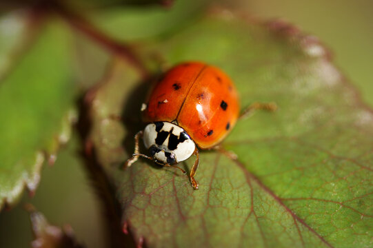 A close-up image of a ladybug