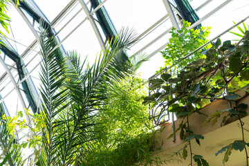 BIOPHILIC trend. Tropical leaves in a winter garden.