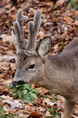 chevreuil en velours