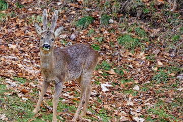 Fototapeta premium chevreuil en velours