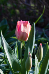 First tulips growing in the garden, early spring flowers with fresh and intese colors