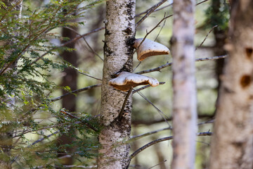 Mushrooms on a tree in the White Mountains in early spring