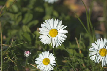 Obraz premium Gänseblümchen
