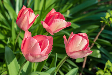 Fototapeta premium First tulips growing in the garden, early spring flowers with fresh and intese colors