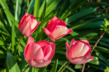 First tulips growing in the garden, early spring flowers with fresh and intese colors