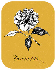 Tea rose drawn in Victorian style
Hand drawn Tea Rose 5 in vintage style. Drawn rose with white backing, color layer and white background are in separate layers - 495146997
