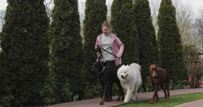 a girl in glasses and a pink jacket walks three dogs two dobermans brown and black and white samoyed with leashes on the street against the background of green tui