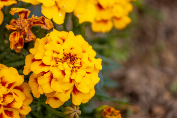 Close up photo of flowers, background with grass, spring season.