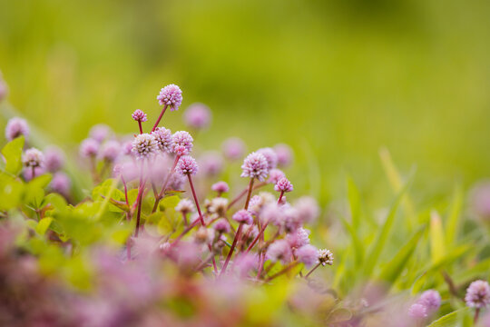 Close up photo of flowers, background with grass, spring season.