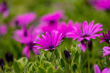 Close up photo of flowers, background with grass, spring season.