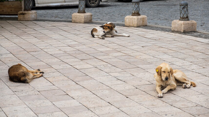 Stray dogs resting on pavement
