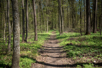 A green forest and a path