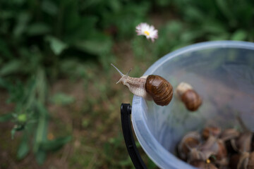 Snails crawling out of a bucket