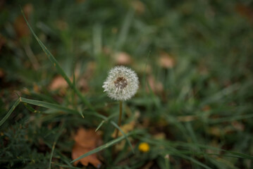Macro dandelion white in green grass