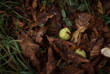 Chestnuts in dry leaves