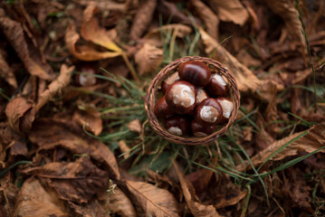 Chestnuts in a basket on the grass in dry leaves