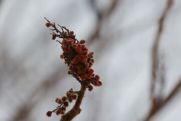 frost on a branch and berries on New Hampshire coast