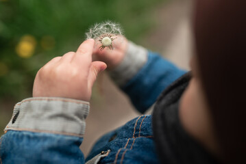 A white dandelion in the hands of a child